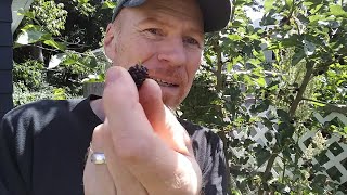 Mulberries: The Stupid Thing I Did Wrong & How I Fixed It – Karl’s Food Forest Garden: S01E102