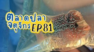 ทัวร์ร้านปลาหมอจ้าา ทัวร์ตลาดปลาลานเร่ l วันที่ 10 ม.ค. 67 | ตลาดปลาจตุจักร EP 81