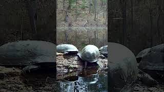 HOW MANY BLANDING'S TURTLES?