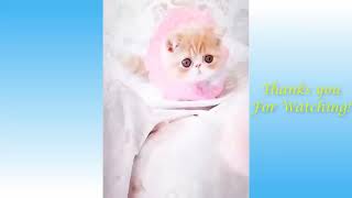 The cutest and funniest cats in the world