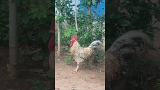 சீக்கிரம்வாடி உன்தம்பிக்கு பொண்ணு பாக்க போலாம் 🐔🐓 #funny_chicken #kozhi_koothugal #funny #shorts 🤣😂😅