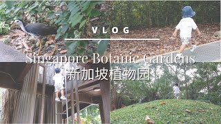 Morning walk at Singapore Botanic Gardens | Jacob Ballas Children's Garden | Nature sound 🔊 大自然 原声