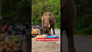 Elephant Attack Munnar. #viralvideo #elephantattack #munnar #viral #shorts