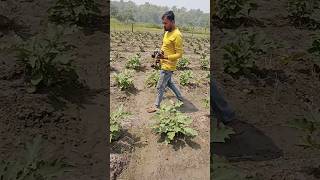 #farming Brinjal #insects control