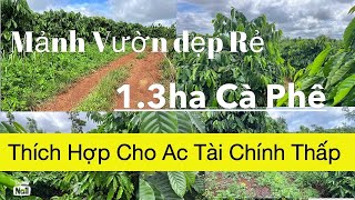 Cần nhượng lại lô rẫy cafe đông đặc giá rẻ cho a chị đầu tư