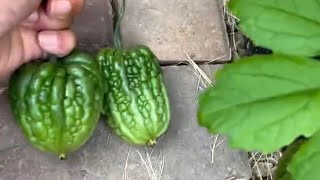 BIG TOP Bitter melon harvest@Myhomegarden-unlimited