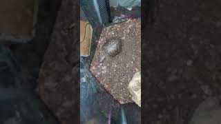 EASTERN BOX TURTLE DESTROYS ROACH !!!!