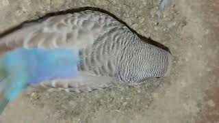 Singing Budgie Happy Song | Most Beautiful Budgie Song Ever -Parakeet Chirping Sounds #budgie