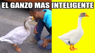 Animales Más Inteligentes Captados En Cámara