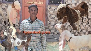 #janasheen kid's Hyderabadi Breedline Goats🐐 Top Quality Collection Available Qaseem bhai ke Pass