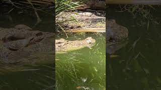 Saltwater Crocodile "Sultan", Hartley's Crocodile Adventures, Wangetti, QLD