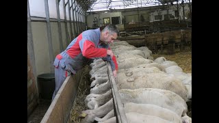 Interrogation autour d'un veau désossé par des vautours en Lozère