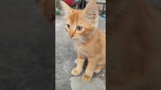 OYEN⁉️KENAPA NAK #cat #kucing #catlover