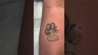 Laser tattoo removal on dog paw