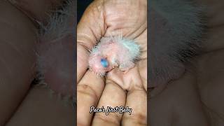 Small Conure Chick| Paco's first baby|#Shorts