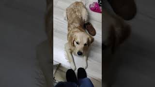 GOLDEN RETRIEVER EAGER TO GET A TREAT | LEARNS HOW TO BOW #shorts