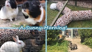 A Sunny Morning with the Rabbits & Guinea Pigs!