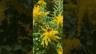 Bees love the Solidago blooms