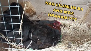 CHICKEN FARMING NAG LILIMLIM NGA BA ANG MGA BRAHMA CHICKEN