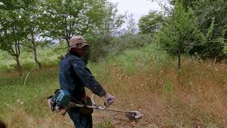 Grass Cutting with Hornets