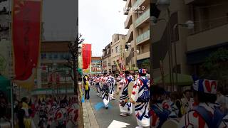 Awa Dance (Part 2b) at Ichikawa Festival 2024