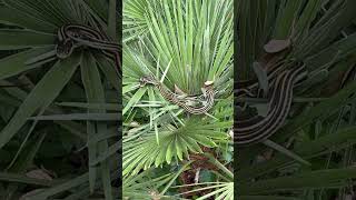 Slithery Romance - Two Western Ribbon Snakes intertwined in my Windmill Palm.