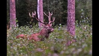 Red deer stag, rut season / jelen byk, ruja 2019