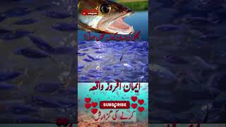 Why Does Fish Live in Water? Machli ka Pani main Rehny ka Raz #wonderful #fish #raz