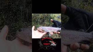 Rainbowtrout #fishing #trucha #rainbowtrout #pesca #trout #truchaarcoiris #fish #troutfishing