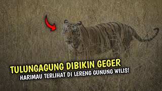 Harimau Jawa Kembali Diisukan Muncul di "Gunung Wilis" Jawa Timur