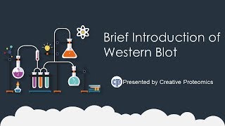 western blot