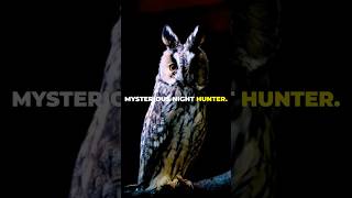 Owl Secrets, Discover The Silent Hunter. #owl #shorts  #wildlife