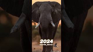 2024 Elephant 🐘 VS 5000 bc elephant 🐘###