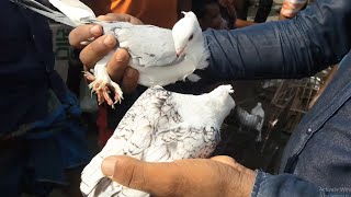 Unique Pigeon Market | Katakhali Pigeon Market | Pigeon Market.