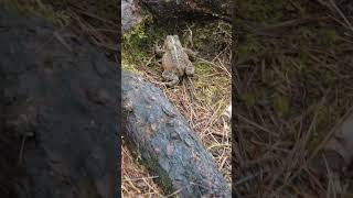 Hiking Buddy The Toad #hikeontario #nature #ontarionature