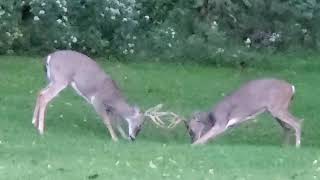 Whitetail Deer Battle for Territory (with commentary)