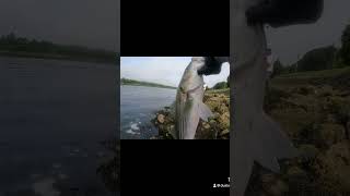 Striper bass cap cod Canal