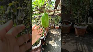 দেখো আমার বাগানের চালকুমড়ো 😋 | #shorts #gardening