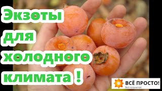 Разбор посылок! Мои новинки: Азимина, Хурма виргинская, грецкие и чёрные орехи, сумах, сосна жёлтая