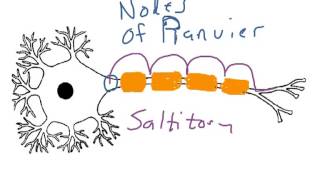 How to Biology & Anatomy: Motor neuron