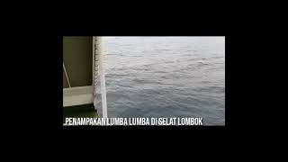 PENAMPAKAN IKAN LUMBA-LUMBA di SELAT LOMBOK