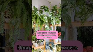 Я все помню 🤣👌#plants #влюбляювцветы #растения #комнатныецветы #цветы