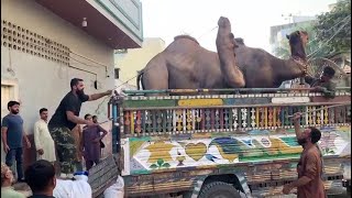 DANGEROUS CAMEL UNLOADING I BAKRA EID KARACHI