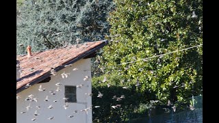 Storni sui cieli di Lecco