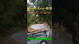 #Short || kucing kaget bangettt.....🤣🤣 || onyen lagi tidur