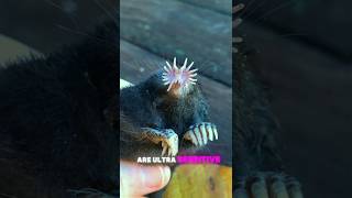 Star nosed mole 🤯🤔 #shorts #facts