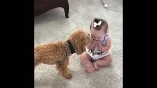 #baby &, #dog #shorts