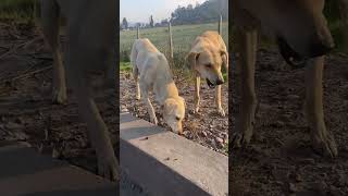 Alimentado perros en la calle