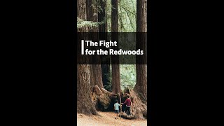 The Fight for the Redwoods