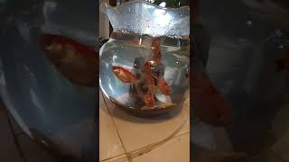 Ikan Hias ngomong nyeleneh